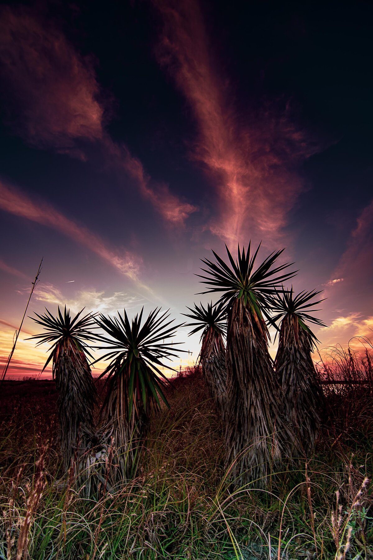 Yucca Silhouettes at Dusk