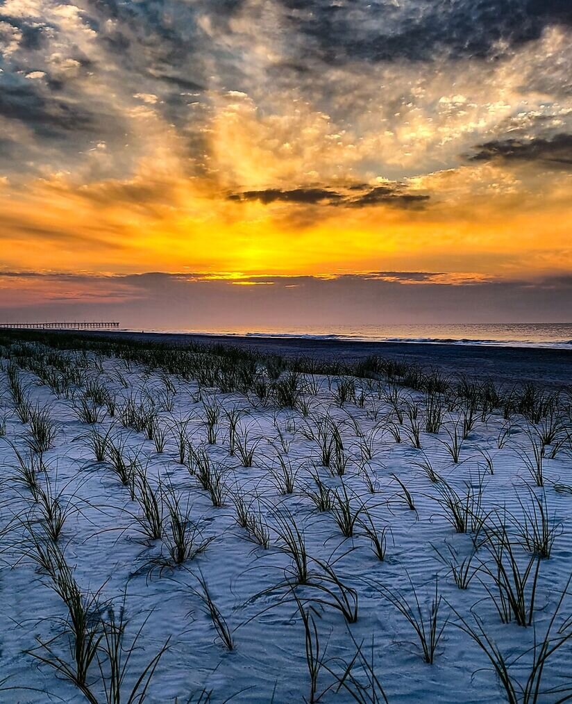 Sea Oats at Sunrise