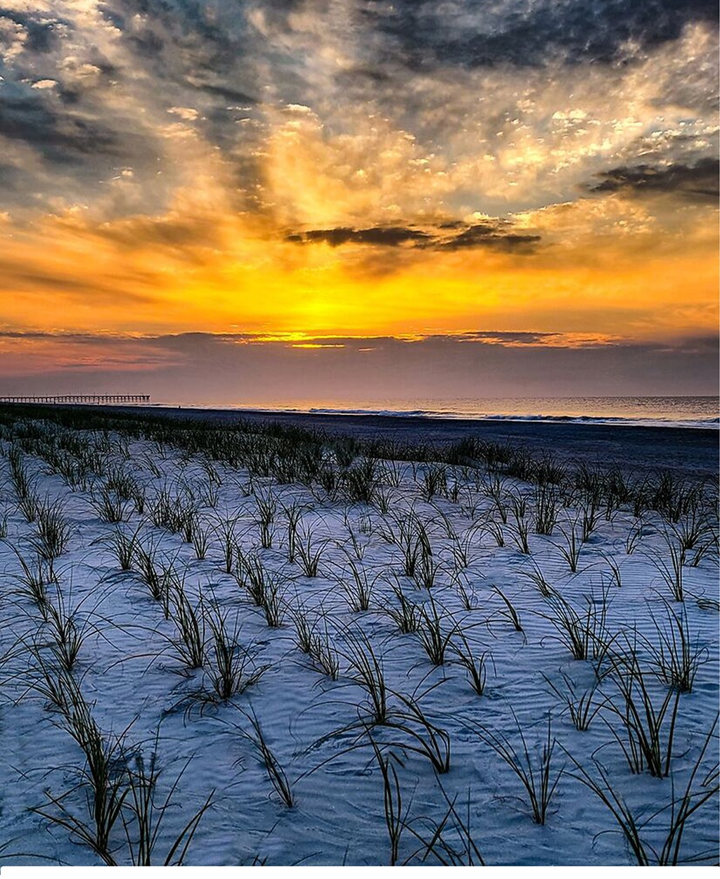 Sea Oats at Sunrise