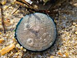 Sand Dollar Macro