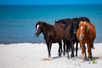 Wild Horses on the Shore