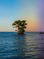 Cypress Cluster at Twilight