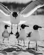 Gulls in Flight