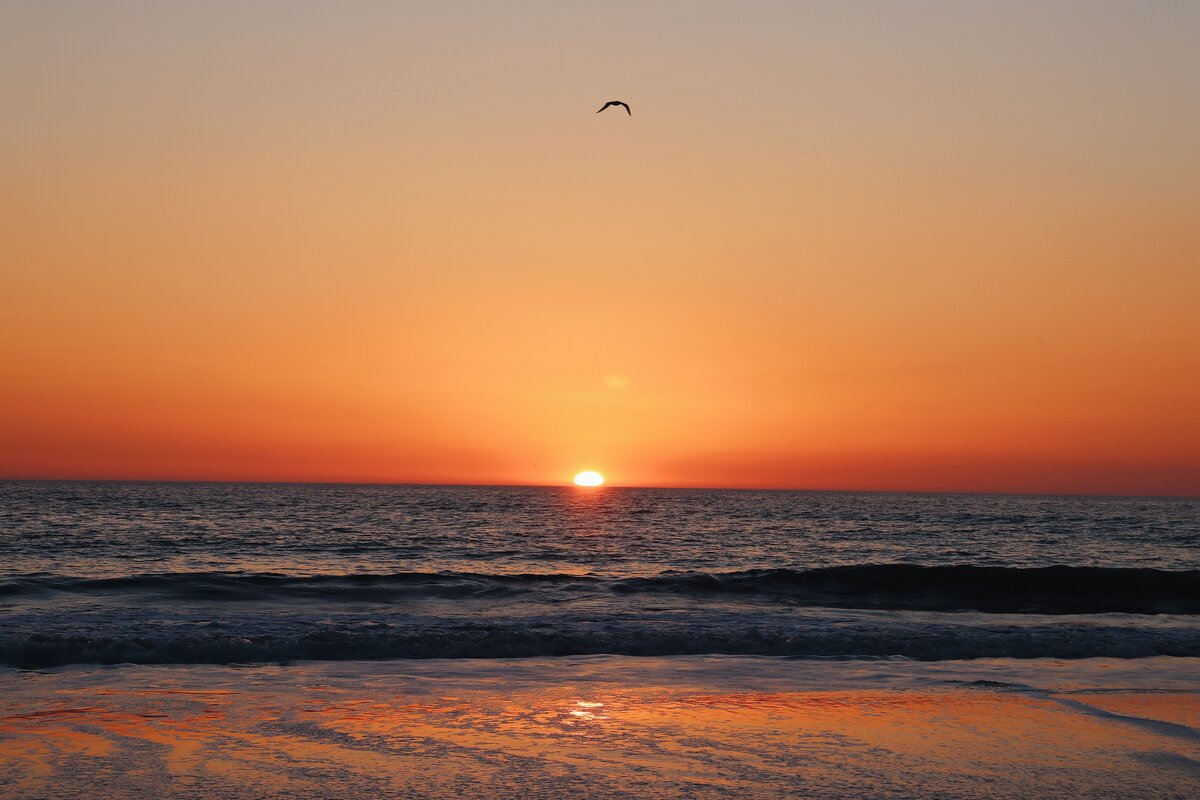 Bird Against the Setting Sun