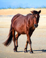 Wild Horse Portrait