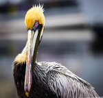 Brown Pelican Portrait