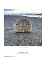 Sand Dollar on the Shore