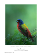 Painted Bunting