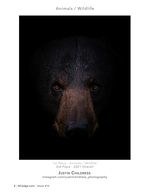 Black Bear Close-Up