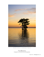 Cypress Reflections at Dusk