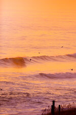 Golden Wave and Pelicans