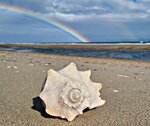 Rainbow Over the Whelk Shell