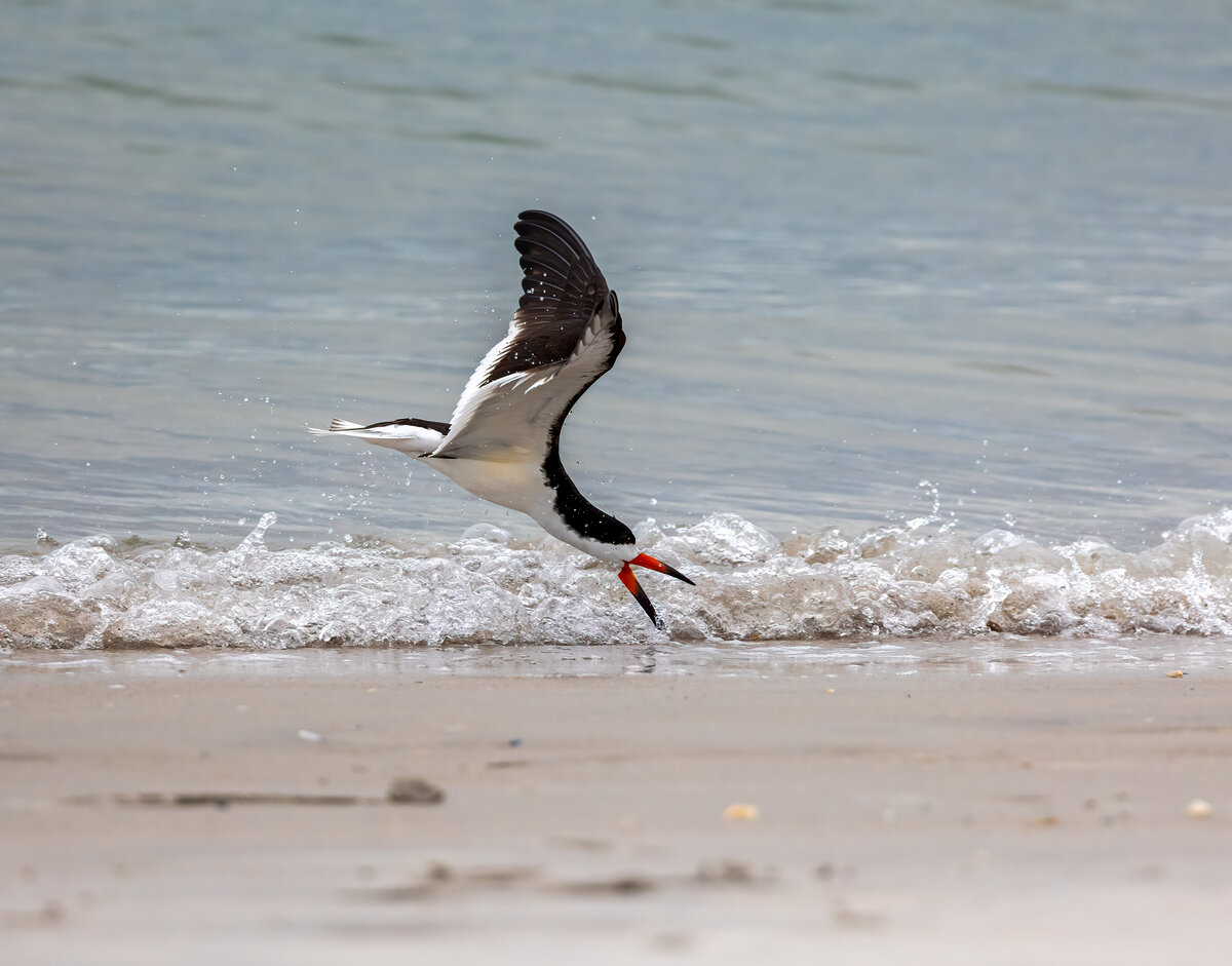 Black Skimmer Skimming