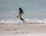 Black Skimmer Skimming