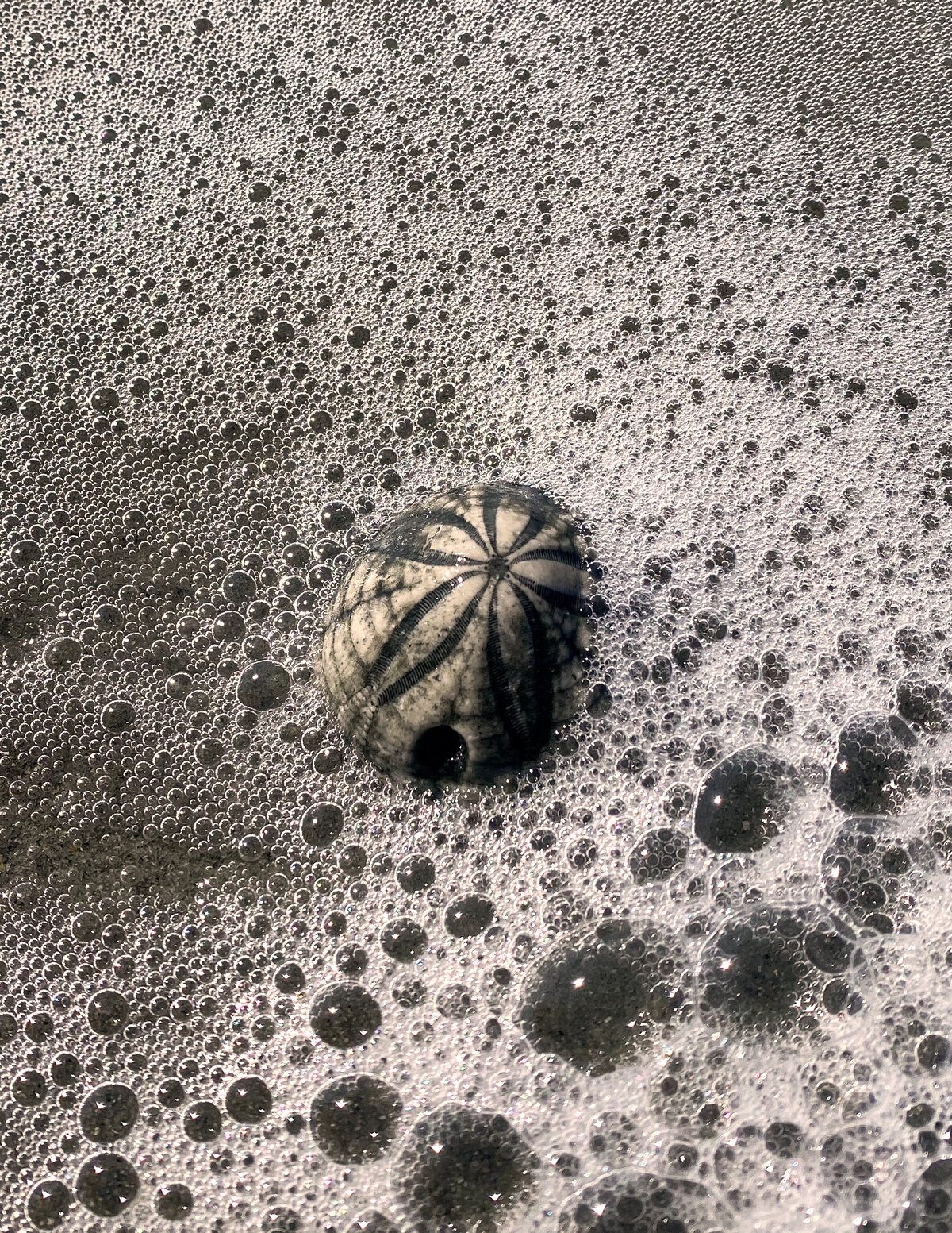 Sea Biscuit in Surf