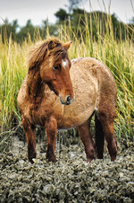 Carrot Top