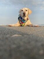 Sophie at the Beach
