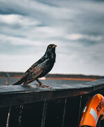 Grackle on Fort Fisher Ferry