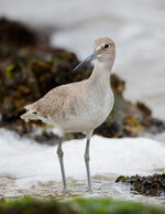 Willet